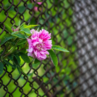 PENSAMENTO E DESTINO