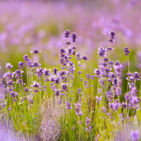 ARQUÉTIPOS, COMO APLICAR NA VIDA PRÁTICA