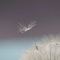 FÉ: A MOLA PROPOULSORA DO CRESCIMENTO CONSCIENTE