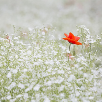 EVANGELHO DIA DAS MÃES
