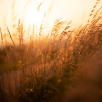 EVANGELHO E FAMÍLIA