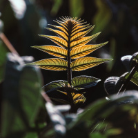 O PODER E A HIERARQUIA NO ESPIRITISMO