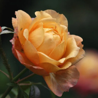 AFETO, ALEGRIA E COMPAIXÃO NO DIA A DIA