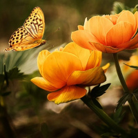 FELICIDADE SEM CULPA