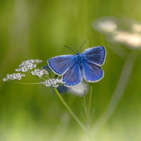 PERSONA, COMO APLICAR NA VIDA PRÁTICA