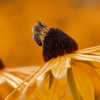 A HABILIDADE DE AMAR