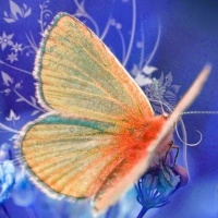 FELICIDADE SEM CULPA