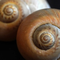 OS CENÁRIOS DA VIDA