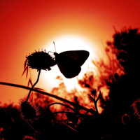 NINGUÉM PODERÁ VER O REINO DE DEUS SE NÃO NASCER DE NOVO CAP. IV