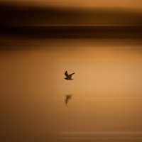 A MORTE DO PERSONAGEM E A CONTINUIDADE DO EU