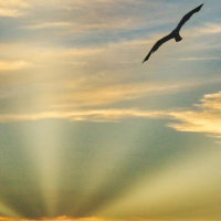 INDAGAÇÃO OPORTUNA