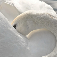 A INGRATIDÃO DOS FILHOS E OS LAÇOS DE FAMÍLIA