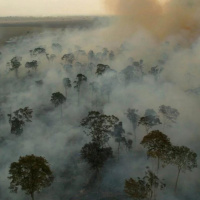 Floresta Amazônica: Queimadas e Desmatamento