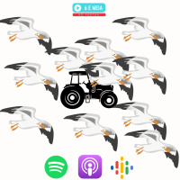 Ep.318 - Centenas e centenas de Gaivotas