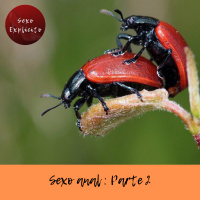 Sexo anal: parte 2 