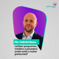 LEITÕES PEQUENOS, MÉDIOS E PESADOS: ONDE ESTÁ O MAIOR POTENCIAL - Me. Gabriel Bona | Ep. 377. 