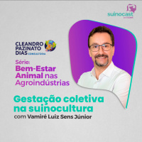 GESTAÇÃO COLETIVA NA SUINOCULTURA - Vamiré Luiz Sens Júnior | Ep. 378