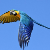 Tráfico de animais silvestres infelizmente corre solto no Brasil