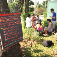 Hortas urbanas já contabilizam 800 milhões de agricultores no mundo