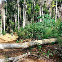 O Brasil é o país que mais desmata florestas no mundo