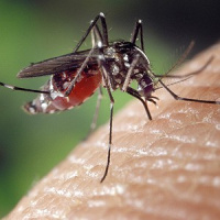 Mosquito é o animal que mais mata o ser humano