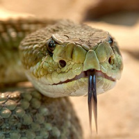 Sabia que o veneno de uma cobra cascavel pode ter um efeito positivo?