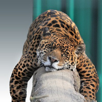 29 de novembro: Dia internacional da Onça Pintada