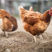 Acredite se quiser: Galinhas mataram raposa a bicadas!