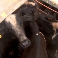 Lei francesa obriga matadouros a instalarem câmeras