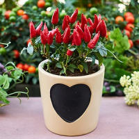 Reconecte-se com a natureza através de hortas urbanas