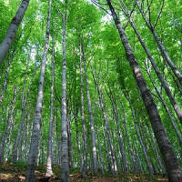 Secas severas desaceleram taxas de crescimento das árvores