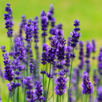 Ep. 01 - Lavanda, Alfazema e as pequenas coisas que fazem toda a diferença no dia-a-dia