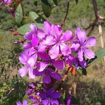 Pausa Para O Chá, Com Encanto Por Favor...