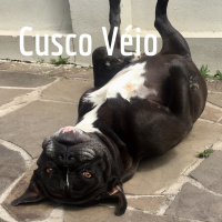 Osório, macadâmia e Nobel... Como juntar tudo em uma única frase ? Juliana Estradioto te explica !