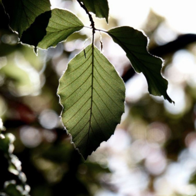 Podcasts Sobre Astrologia