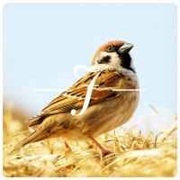 Minitrama #03 - João