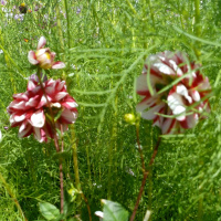 Recuperando a noção de Possibilidade