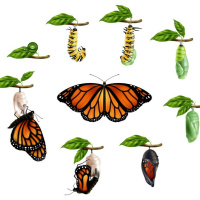 Episódio 27 - Metamorfose Digital