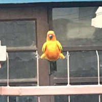 Proposta de reforma da previdência social 