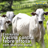Entrevista: febre aftosa com Marcelo Bardi