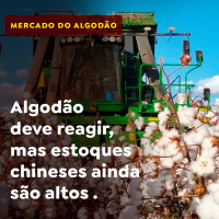 Algodão deve reagir, mas estoques chineses ainda são altos