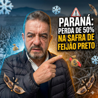 Geadas no Paraná: Perda de 50% na safra de feijão preto acende alerta de importação