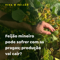 Feijão mineiro pode sofrer com as pragas produção vai cair?