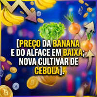 Preço da banana e do alface em baixa nova cultivar de cebola
