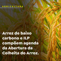 Arroz de baixo carbono e ILP compõem agenda da Abertura da Colheita do Arroz