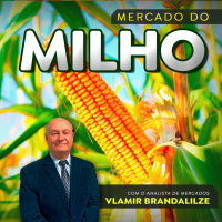 Vendas de milho vão ganhar ritmo, mas produtores ainda estão cautelosos