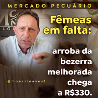 Fêmeas em falta: arroba da bezerra melhorada chega a R$330
