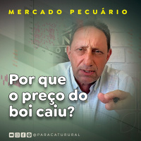 Por que o preço do boi caiu?