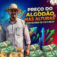  Preço do Algodão nas Alturas: Recorde em 11 Meses