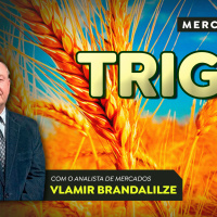 Área de trigo pode cair novamente em 2026 produtores estão desanimados